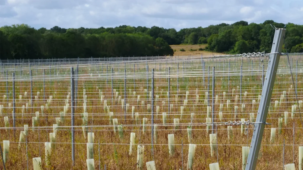 Vineyard Trellis System